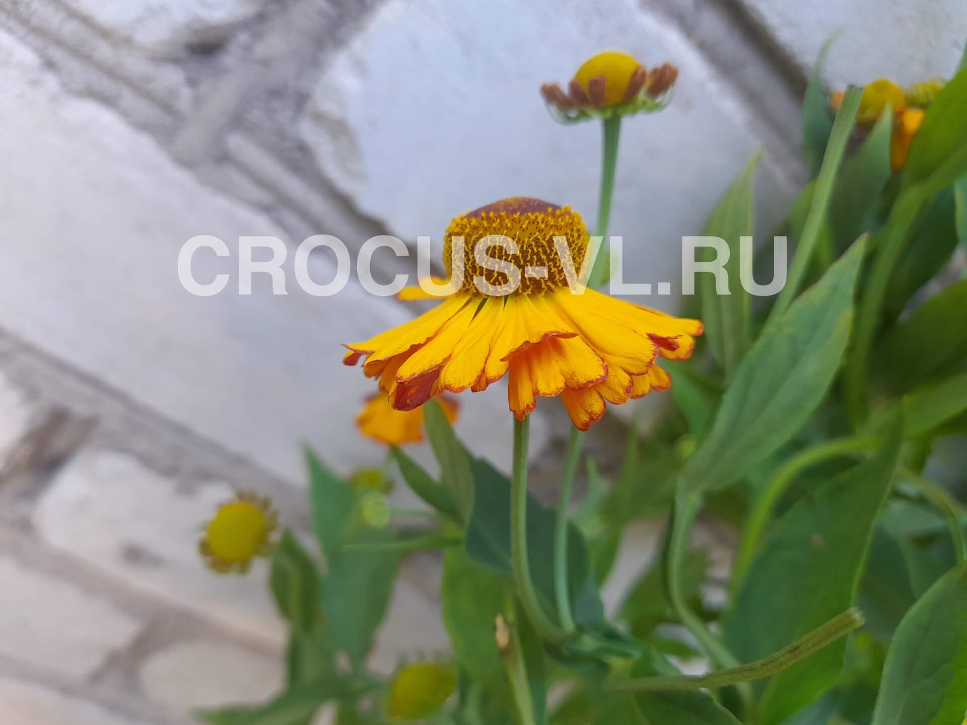 Гелениум осенний «Zimbelstern»